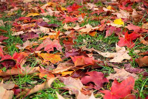 7 Things To Do With Fall Leaves