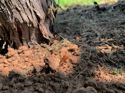 This training method is more. Grape root borer adults detected in north Georgia | UGA ...