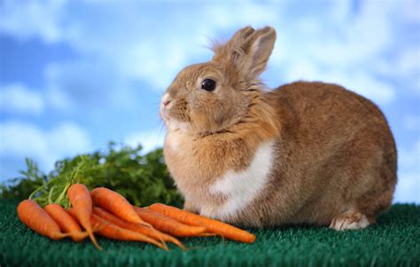 Quotes About Bunnies And Carrots Quotesgram