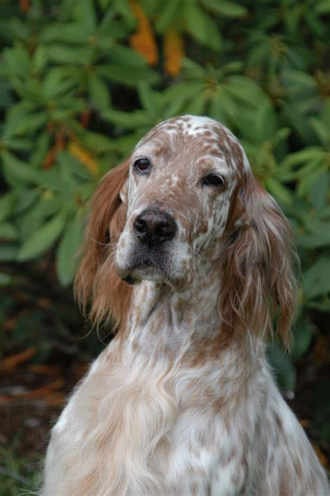 All have had shots, dew claws removed and wormed. Zion The 12th Dual Field and Show Champion English Setter ...