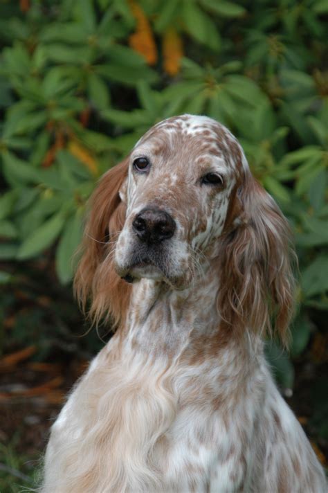 Adalah untuk hidup dalam kemewahan. Zion The 12th Dual Field and Show Champion English Setter ...