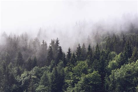 The Best 17 Foggy Forest Wallpaper Aesthetic Datul Imaliya