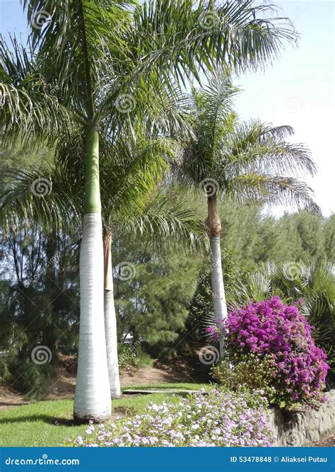 Bottle Palm Tree In Botanic Garden Stock Photo Image Of Tropical