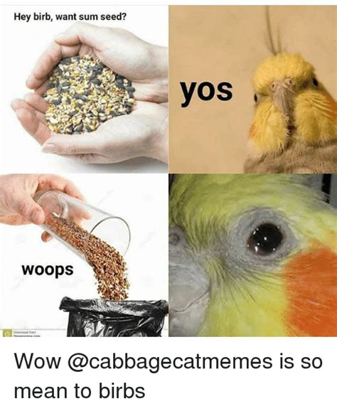24 High Quality Birb Memes That Will Elevate Your Mood In 2020 Funny