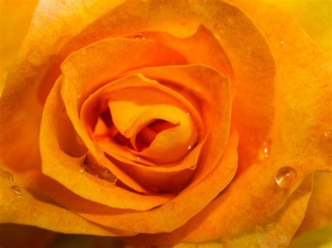 Rose In The Garden Free Stock Photo - Public Domain Pictures