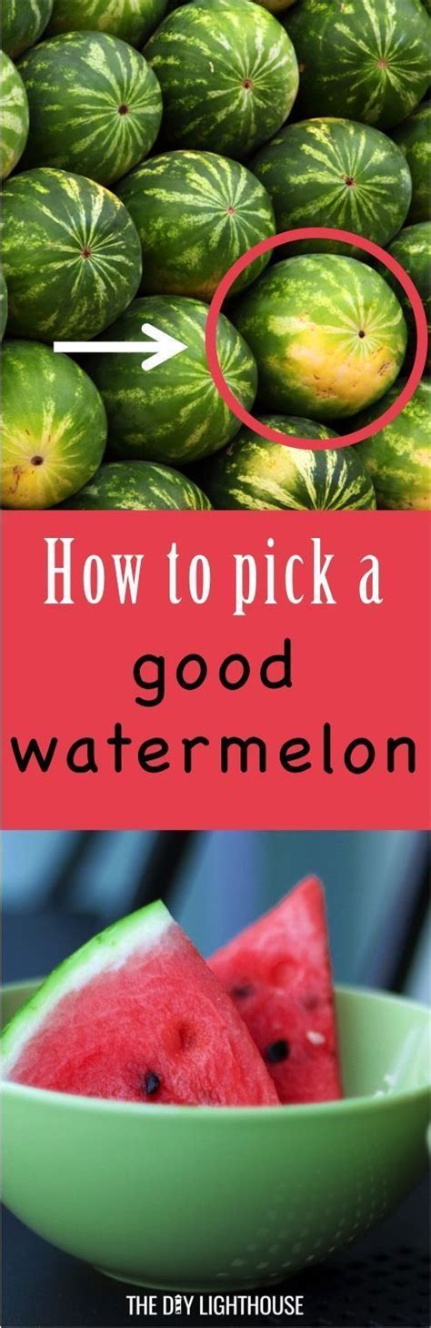 The biggest indicator of freshness is that the artichoke will feel heavy in the hand when you pick it up off of the produce shelf. How to Pick Out a Good Watermelon - The DIY Lighthouse ...