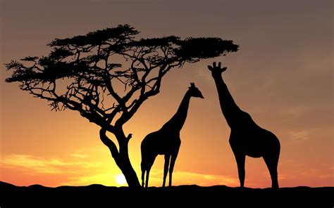 African Hd Wallpapers Top Free African Hd Backgrounds Wallpaperaccess