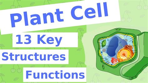Maybe you would like to learn more about one of these? The Plant Cell | 13 Key Structures - YouTube
