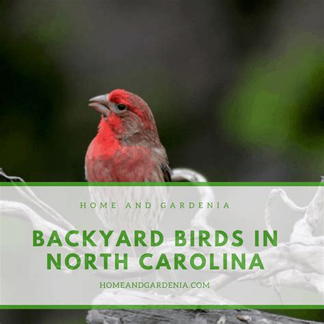 2022 Beautiful Backyard Birds In North Carolina With Pictures Home