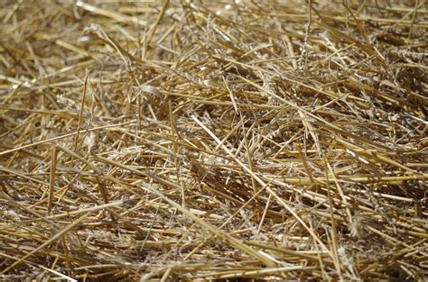 Free Images Branch Plant Hay Lawn Dry Crop Soil Agriculture