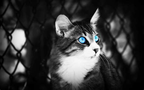 Free Download Hd Wallpaper Black White Cats Blue Eyes Animals Depth