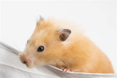 Satin Syrian Hamster Pet Profile Cage Food Lifespan