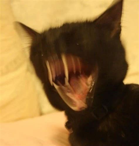 Blurry Picture Of A Cat Blurrypicturesofcats Stupid Cat Pretty
