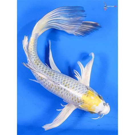 12 Imported Kujaku Butterfly Koi Koi Fish For Sale