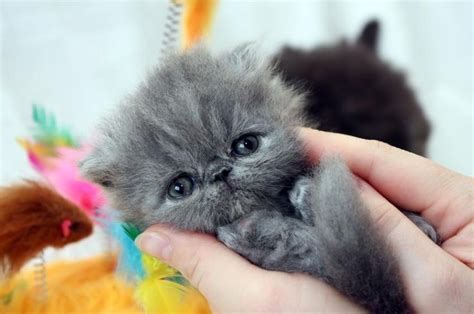 Teacup Persian Cats | Small Teacup Persian Kitten | Teacup ...