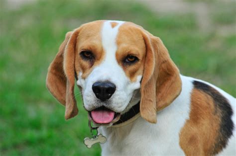 Beagle Dog Breeds Breed Information Mad Paws Blog