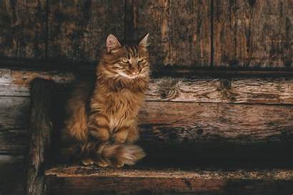 Cat 4k Coon Persian Maine Wallpapers Gatto