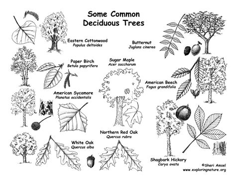 They are also valuable for students, professors, researchers, biologists, explorers, and even people who frequently go into the wild and need to differentiate the edible plants from the toxic ones. Trees by Shape, Leaf & Fruit Labeling Page