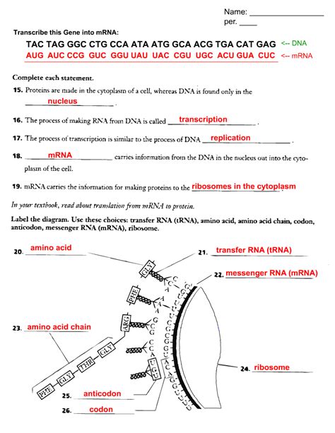 What are the three types of rna? Printables. Transcription And Translation Worksheet Answers. Messygracebook Thousands of ...