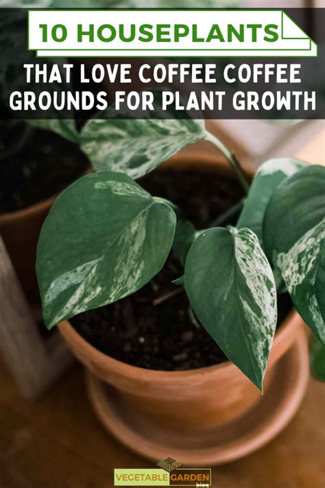 10 Houseplants That Love Coffee Coffee Grounds For Plant Growth