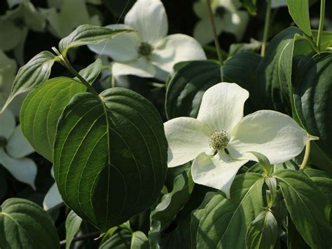 Und liebe grüsse china garten cottbus team. Essbare Blüten Kaufen Dortmund - Über Blumen