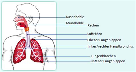 Atmungssystem (fach) / atmungssystem (lektion). Das Atemsystem