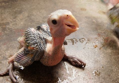 12 Baby Animals So Ugly They Are Cute