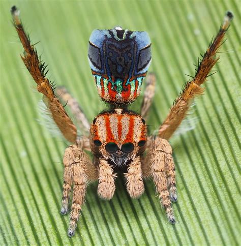 Dancing Peacock Spider Careers With Stem