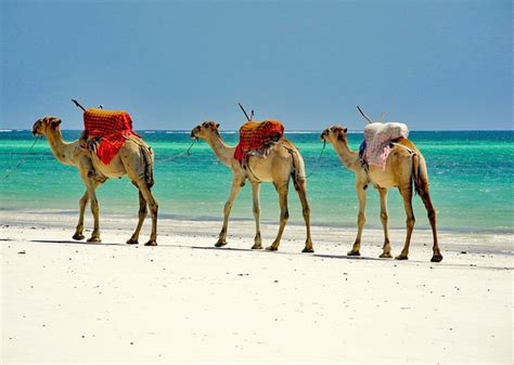 10 Top Rated Tourist Attractions In Mombasa And Easy Day Trips Planetware