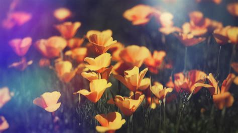 Poppies In The Spotlight Photograph By Saija Lehtonen Fine Art America