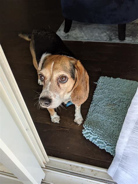 The incredible journey is a 1993 american adventure comedy film and a remake of the 1963 film the incredible journey, which was based on the 1961 novel of the same name by sheila burnford. Homeward Bound Pet Sitting added a new... - Homeward Bound ...