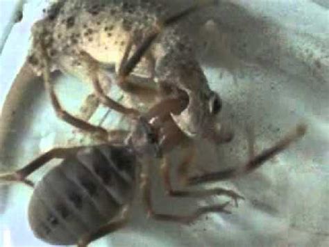 We put them in order so we start from the smallest ones. Camel Spider Iraq 2007 - YouTube