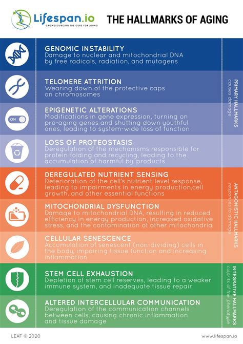 The Hallmarks Of Aging