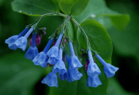 Sandra Brooks Mathers Virginia Bluebells The National Wildlife