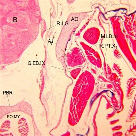Auricular lông phủ gốc atrioventricular hạch nhĩ thất atrioventricular ring vòng nhĩ thất (PDF) Anatomical Studied on the Cranial Nerves of Liza ...
