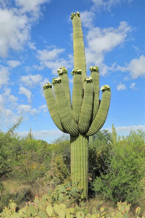 Saguaro Cactus Carnegiea Gigantea 10 Seeds Free Us Etsy