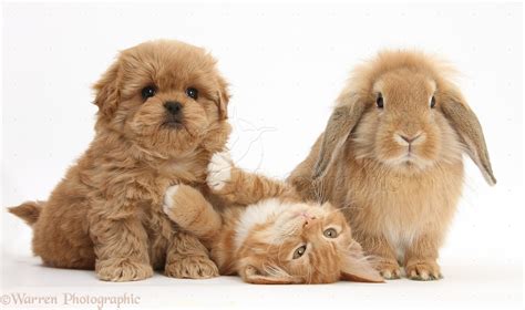 Cute Bunny And Kitten Wallpaper