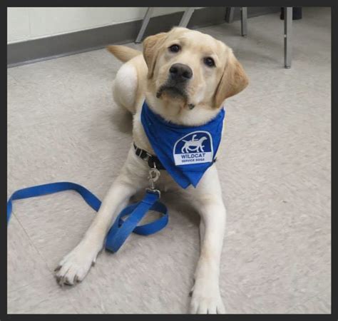 Wildcat Service Dogs Lexington This Is The Club For Service Dogs On