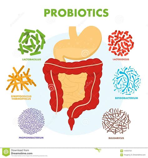 Sistema Humano Del Aparato Digestivo Con Probiotics Microflora Humana