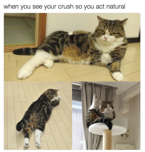 These Crazy Cats Memes Will Make You Laugh Like Crazy A Cool Cat Memes
