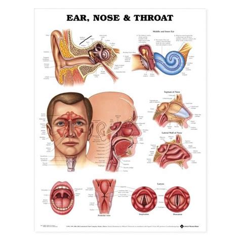 Ear Nose And Throat Anatomical Chart Poster Laminated Throat