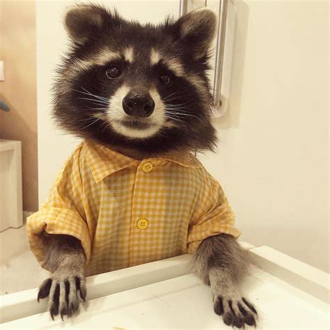 🦝 On Instagram “looking Good Rocky Raccoon Follow Us For More