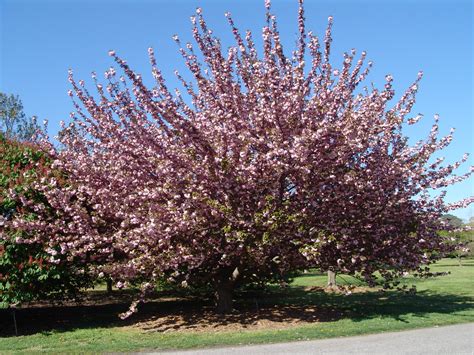 Japanese Flowering Cherry Plant Profile Sylvan Gardens Landscape