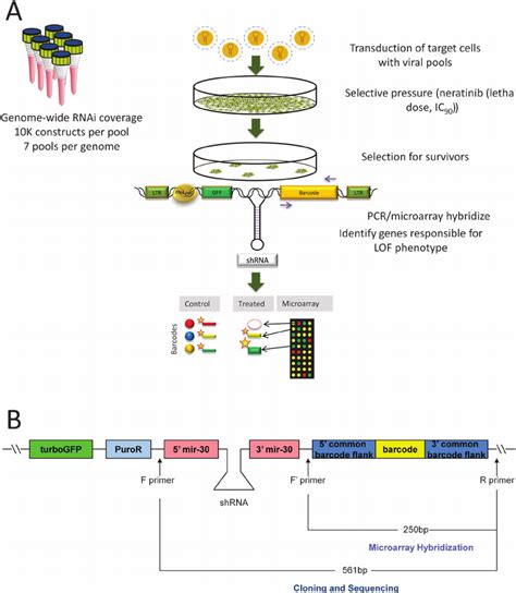 Check spelling or type a new query. Synthetic modifier (chemoresistance) screen: identification of drug... | Download Scientific Diagram