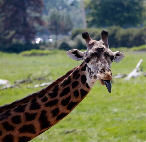 How long are giraffe tongues? Jr's World At Large: Giraffe Sticking Tongue Out