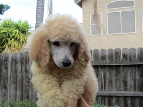 Arreau's i did it my way (cayenne)'s first litter at almost 8 weeks old. Standard Poodle Puppies for Sale in Sacramento, California ...