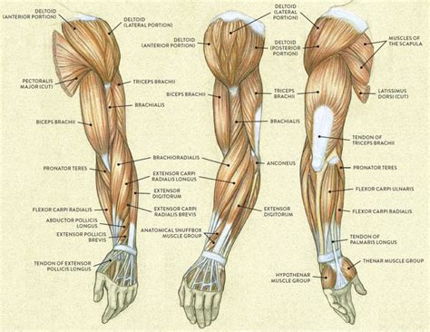 In this video i'm gonna give you an overview of the course. Arm Muscle Diagram - exatin.info