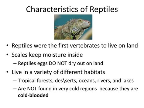 A List Of Different Types Of Lizards With Facts And