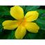 Yellow Alder Flower Flowers From Brazil  Wallpapers13com