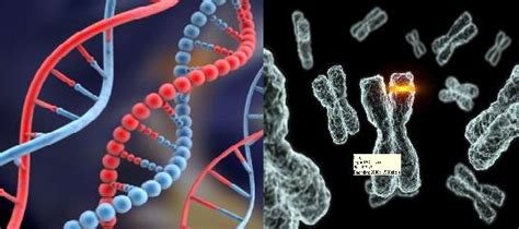 Top 10 Most Bizarre Genetic Errors Ever Happened In The World Odd And